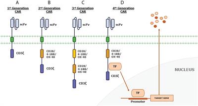 Frontiers | Ligand-based CAR-T Cell: Different Strategies To Drive T ...